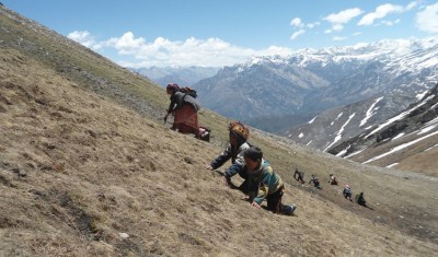 यार्सा संकलनमा गएका दुई जनाको मृत्यु, एक सिकिस्त