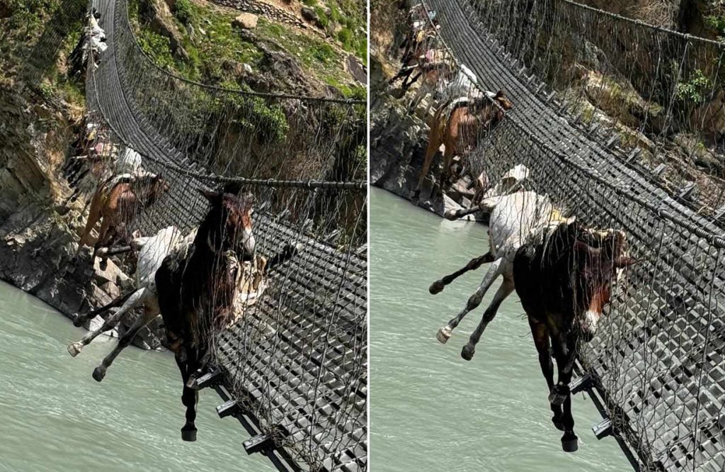 कर्णालीको झोलुंगे पुलमा फसेका ९ खच्चडको उद्धार, २ को मृत्यु